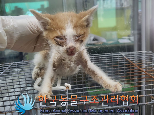 한국동물구조관리협회_411309202300411